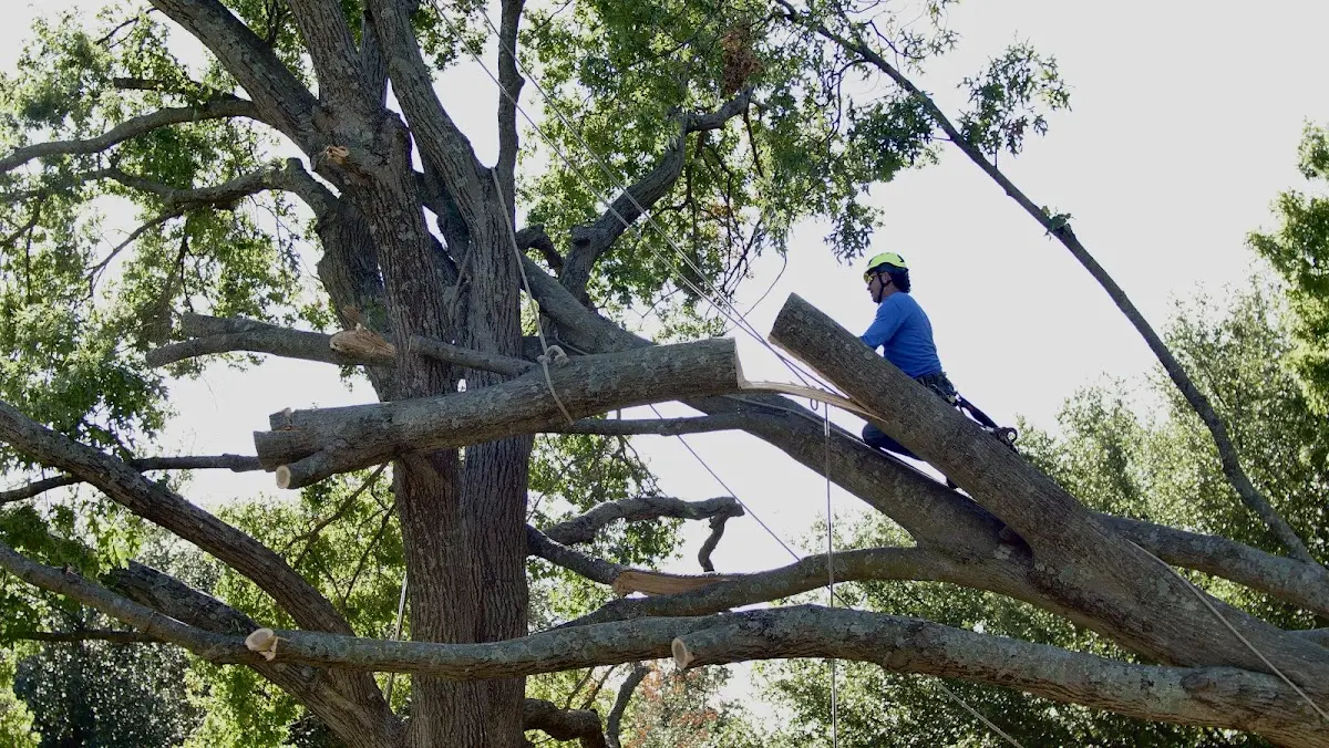 Professional Crown Thinning performed by certified arborists in Haddonfield
